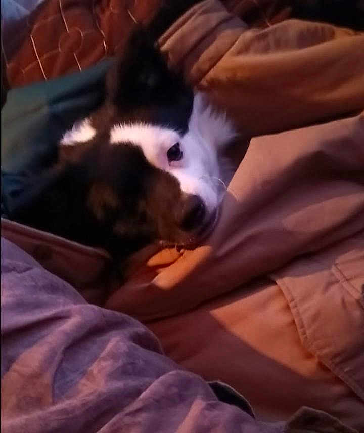Domino