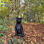 Vegas participe au concours pour gagner de l'argent avec cette photo : animal, autumn_leaves, black_dog, canine, collar, dog, fall, forest, grass, leaves, nature, outdoor, path, pet, season, sitting, sunlight, trees, trunk, woods