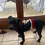 Vegas a rejoint le concours — aidez-le/la à gagner de superbes lots ! animal, black_dog, christmas_sweater, curtains, cute, dog, domestic, festive, floor, glass_door, holiday, home, indoor, looking, pet, standing, sweater, tile_floor, toy, window