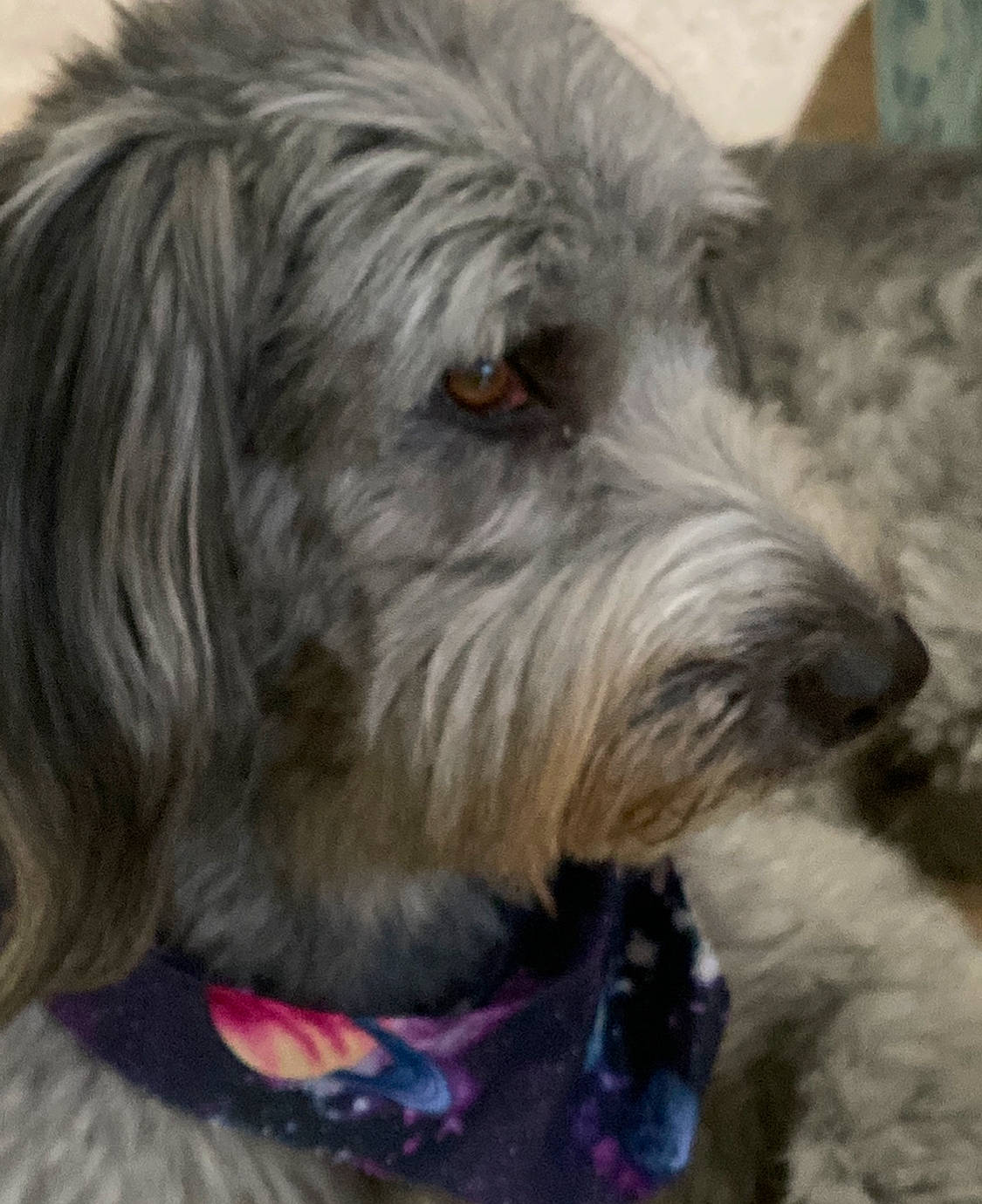 Winnie is registered to the contest to win money with this photo: bearded_collie, bosnian_coarse_haired_hound, briquet_griffon_vendeen, canidae, carnivore, catalan_sheepdog, dog, dog_breed, glen_of_imaal_terrier, irish_soft_coated_wheaten_terrier, irish_wolfhound, mammal, petit_basset_griffon_vendeen, polish_lowland_sheepdog, rare_breed_dog, sapsali, snout, sporting_group, terrier, vertebrate