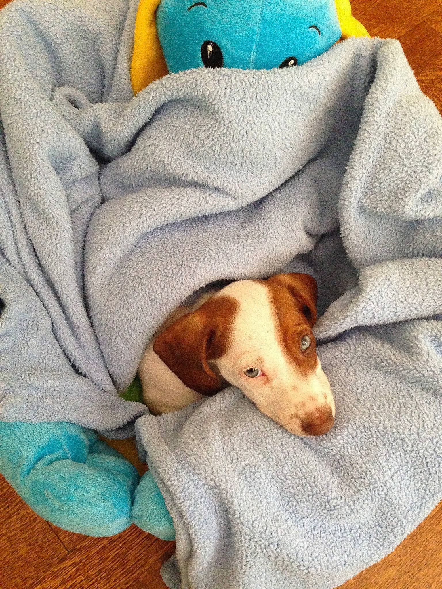 Peanut joined the competition — help win amazing prizes! canidae, carnivore, companion_dog, dachshund, dog, dog_breed, italian_greyhound, jack_russell_terrier, linens, mammal, nap, puppy, sleep, whippet