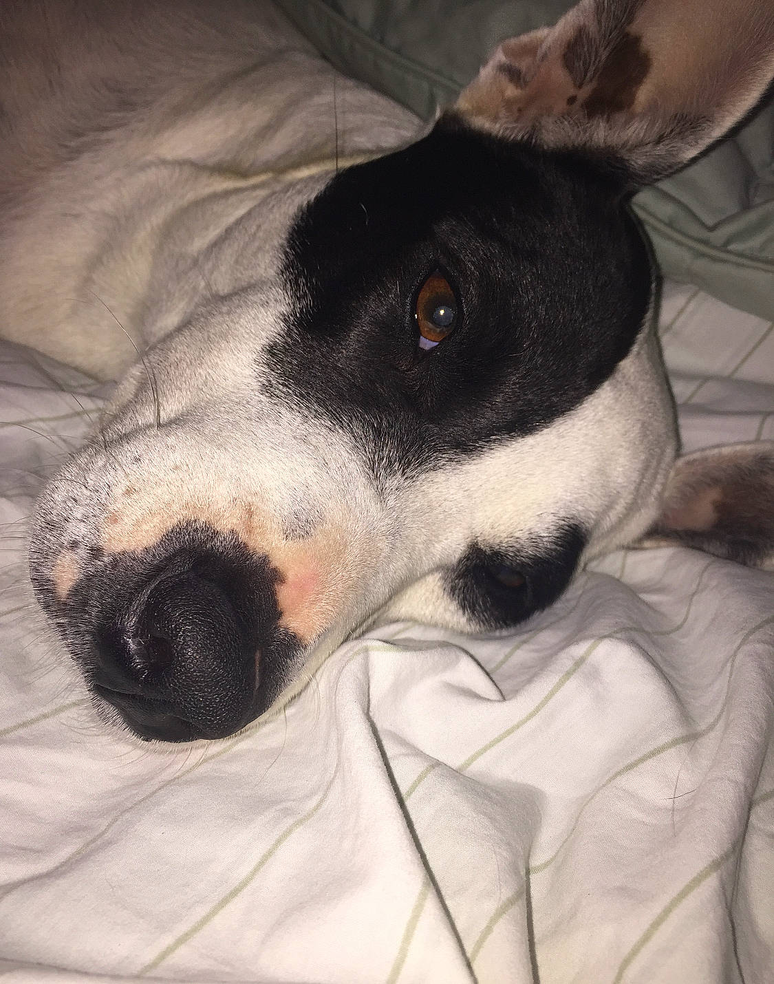 Pepper joined the competition — help win amazing prizes! canidae, carnivore, chilean_fox_terrier, danish_swedish_farmdog, dog, dog_breed, feist, fox_terrier, japanese_terrier, mammal, nose, rat_terrier, ratonero_bodeguero_andaluz, smooth_fox_terrier, snout, teddy_roosevelt_terrier, tenterfield_terrier, toy_fox_terrier, vertebrate, whiskers