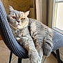 Sweet participe au concours pour gagner de l'argent avec cette photo : cat, gray_cat, feline, pet, indoor, chair, furniture, window, natural_light, relaxed, fur, whiskers, orange_eyes, tile_floor, curtain, cozy, resting, animal, domestic, portrait
