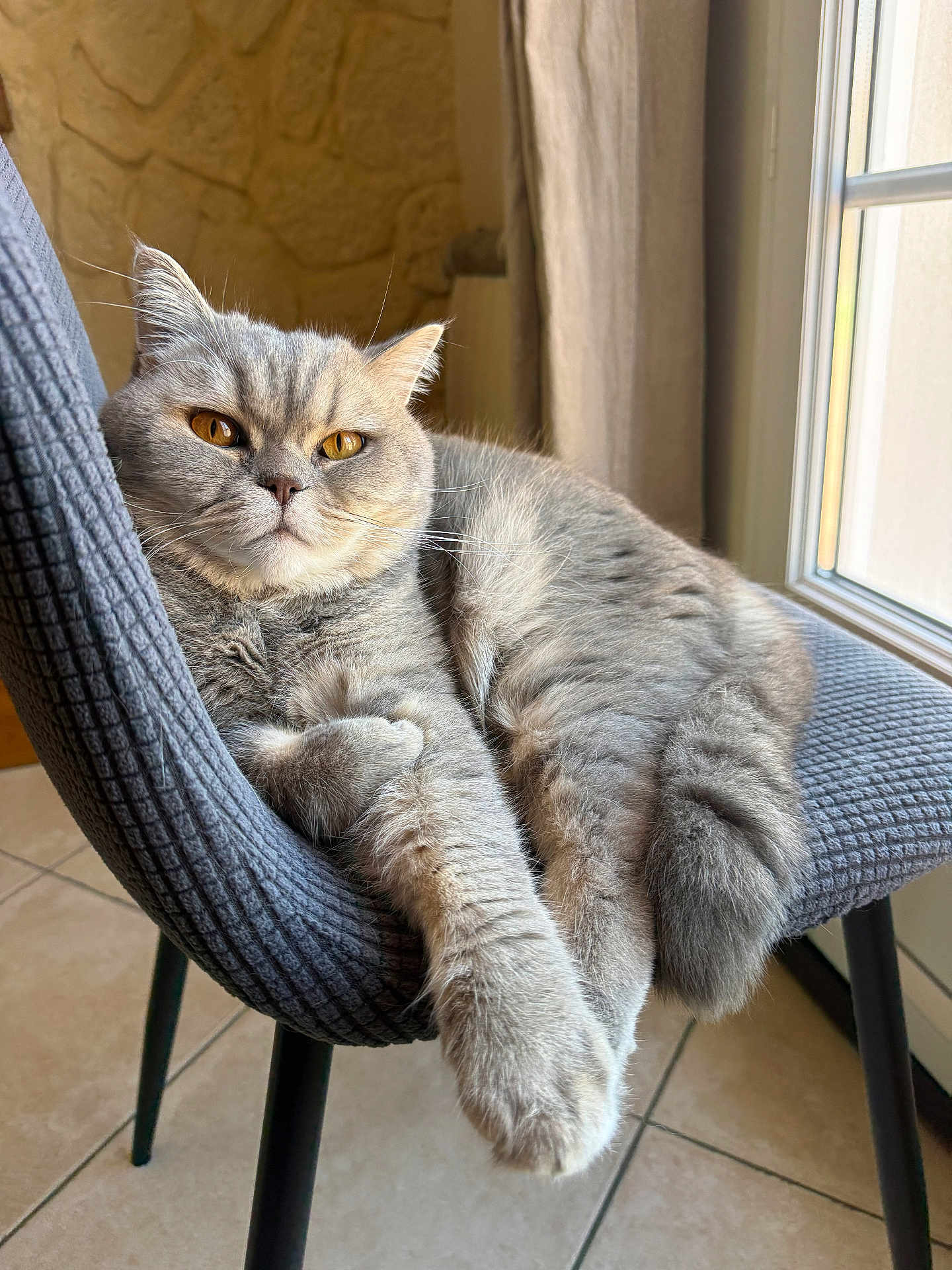 Sweet participe au concours pour gagner de l'argent avec cette photo : cat, gray_cat, feline, pet, indoor, chair, furniture, window, natural_light, relaxed, fur, whiskers, orange_eyes, tile_floor, curtain, cozy, resting, animal, domestic, portrait