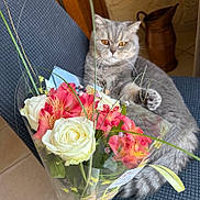 Sweet a rejoint le concours — aidez-le/la à gagner de superbes lots ! cat, gray_cat, flower_bouquet, white_roses, pink_flowers, chair, indoor, cozy, pet, feline, relaxed, home, plant, greenery, decor, wood, tile_floor, vase, closeup, soft_light