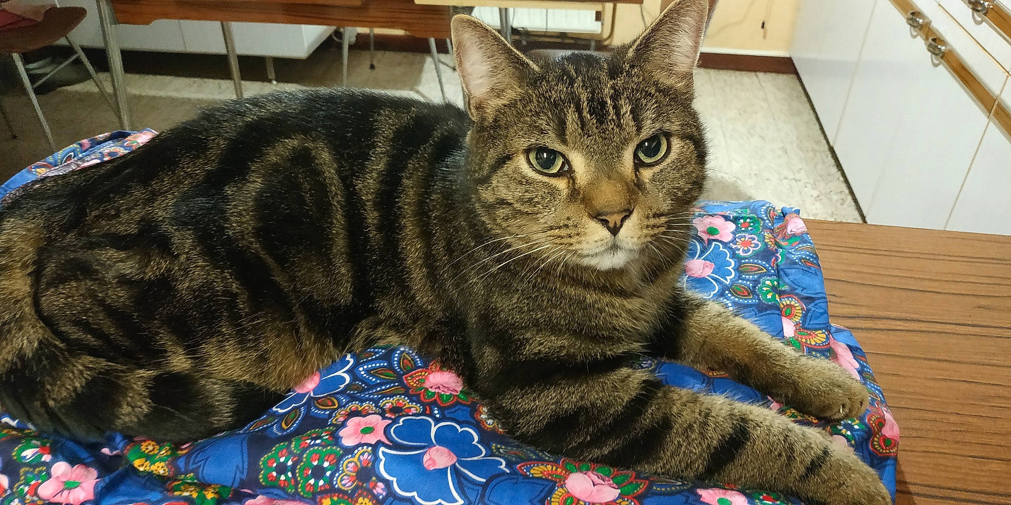 Tigrou a rejoint le concours — aidez-le/la à gagner de superbes lots ! carnivore, cat, claw, domestic_short_haired_cat, felidae, fur, pattern, paw, sitting, small_to_medium_sized_cats, snout, terrestrial_animal, tree, whiskers