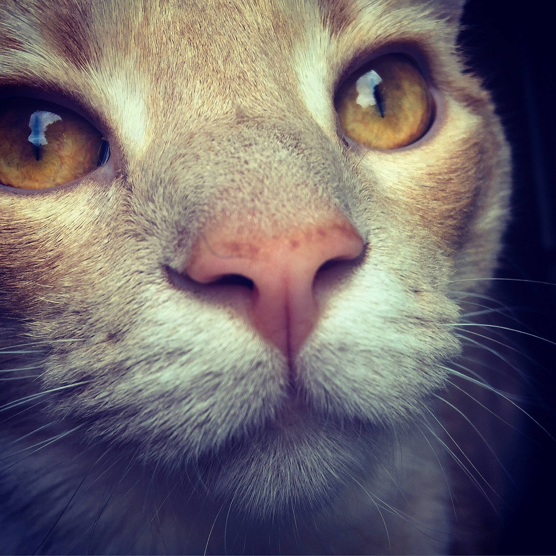 Dexter joined the competition — help win amazing prizes! carnivore, cat, close_up, eye, felidae, fur, iris, no_expression, rectangle, small_to_medium_sized_cats, snout, square, whiskers