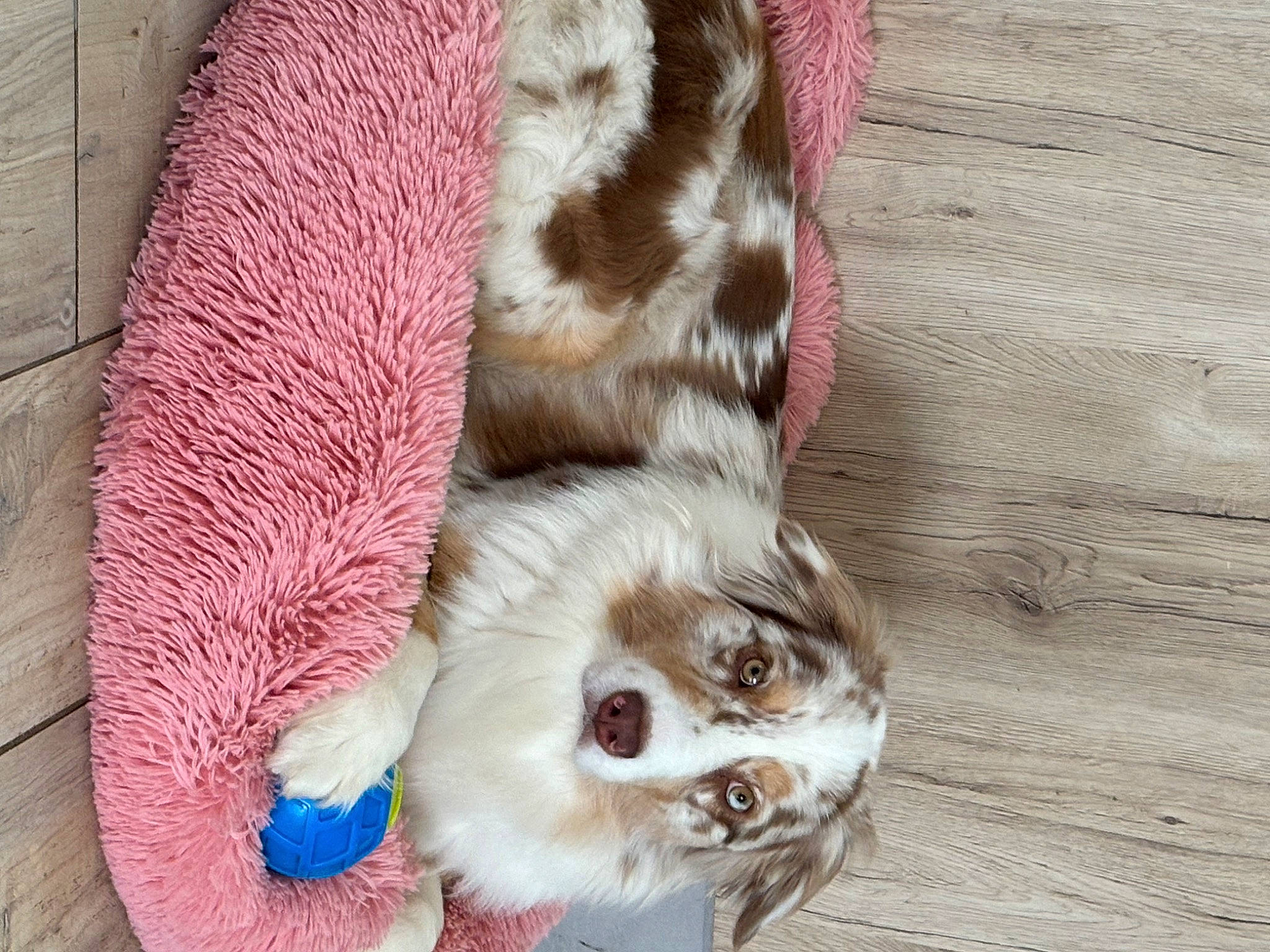 Santa a rejoint le concours — aidez-le/la à gagner de superbes lots ! canidae, carnivore, cat, claw, companion_dog, dog_breed, domestic_short_haired_cat, fawn, felidae, foot, fur, hardwood, paw, small_to_medium_sized_cats, snout, sporting_group, tail, toy_dog, whiskers, wood