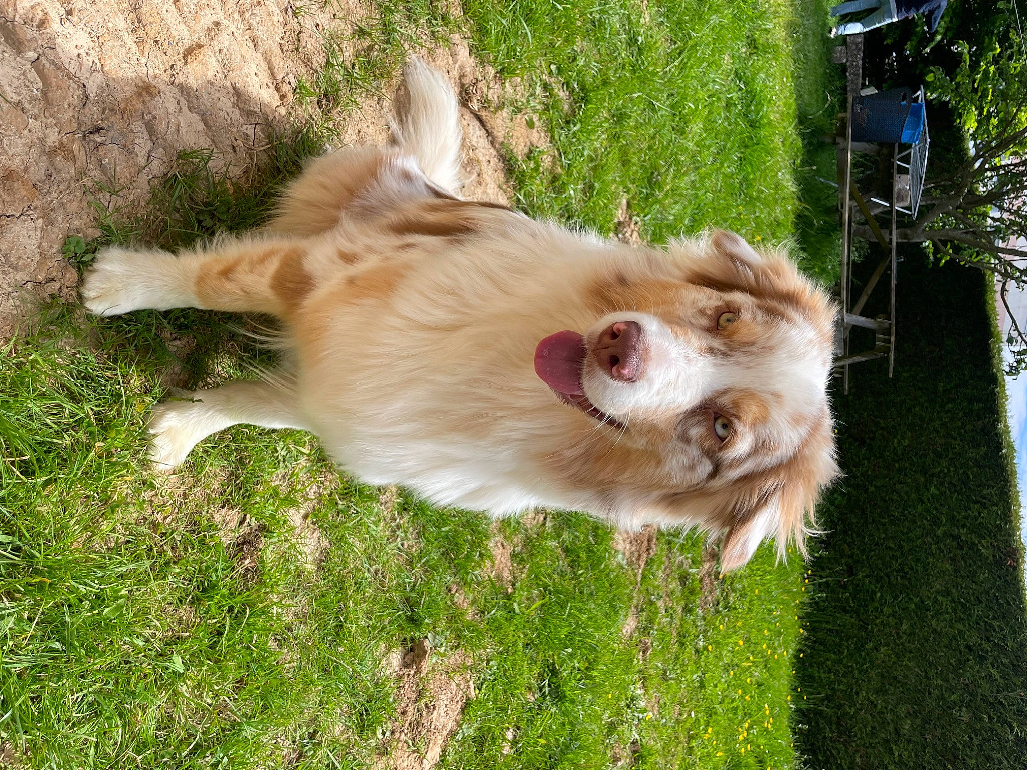 Santa participe au concours pour gagner de l'argent avec cette photo : canidae, carnivore, collar, companion_dog, dog, dog_breed, fawn, fur, grass, herding_dog, liver, plant, retriever, snout, sporting_group, tail, tree, whiskers, wing, working_animal