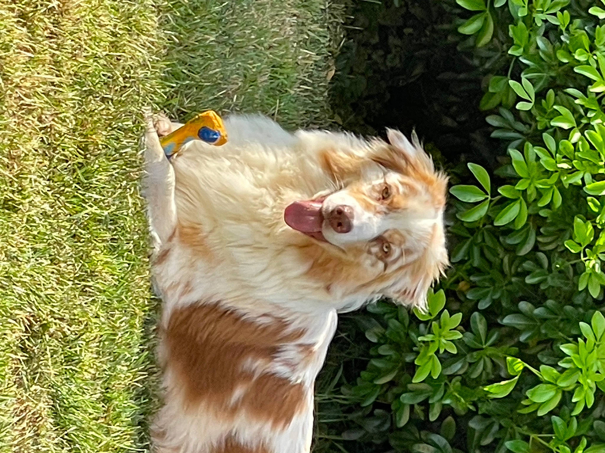 Santa a rejoint le concours — aidez-le/la à gagner de superbes lots ! canidae, carnivore, collar, companion_dog, dog, dog_breed, fang, fawn, felidae, fur, grass, herding_dog, liver, plant, snout, sporting_group, tail, toy_dog, whiskers, working_animal