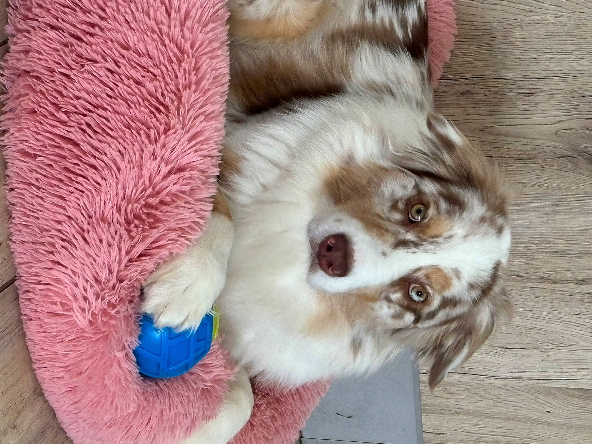 Santa a rejoint le concours — aidez-le/la à gagner de superbes lots ! canidae, carnivore, claw, cocker_spaniel, companion_dog, dog, dog_breed, ear, electric_blue, fawn, felidae, fur, liver, paw, small_to_medium_sized_cats, snout, sporting_group, toy_dog, whiskers, working_animal