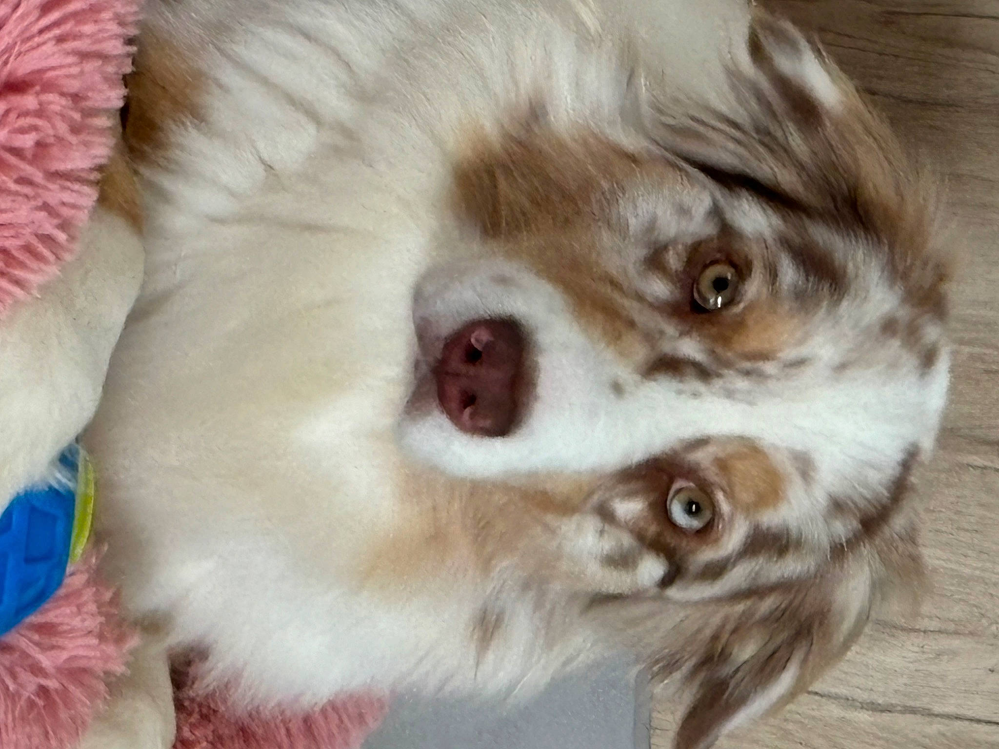 Santa participe au concours pour gagner de l'argent avec cette photo : canidae, carnivore, chihuahua, close_up, companion_dog, dog, dog_breed, ear, eyelash, fawn, fur, liver, paw, puppy, snout, spaniel, sporting_group, toy_dog, whiskers, working_animal