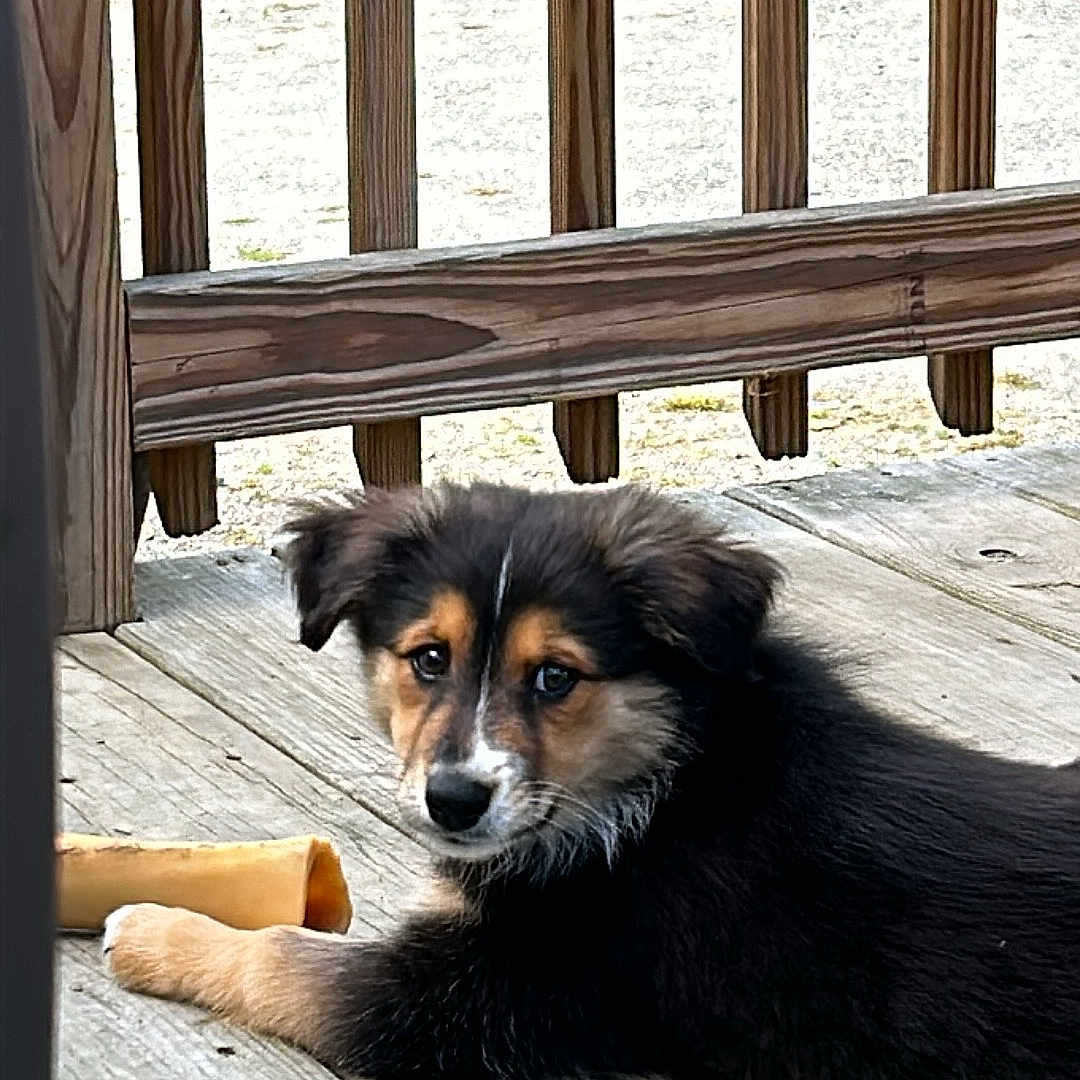 Bella joined the competition — help win amazing prizes! animal, architecture, building, canine, deck, dog, grass, hound, house, housing, husky, indoors, interiordesign, outdoors, pet, plant, plywood, porch, puppy, wood