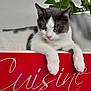 Lucifer participe au concours pour gagner de l'argent avec cette photo : cat, gray_and_white_cat, paws, plant, plant_pot, green_leaves, red_surface, cursive_text, indoor, pet, feline, relaxed, domestic_animal, fur, whiskers, close_up, animal_face, cute, resting, houseplant