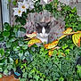 Lucifer a rejoint le concours — aidez-le/la à gagner de superbes lots ! cat, ivy, window, flowers, yellow_butterfly, green_leaves, plant_pot, curtain, houseplant, foliage, pet, nature, indoor, decor, gray_cat, white_cat, curious, leafy, butterfly_decor, window_sill