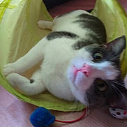 Lucifer participe au concours pour gagner de l'argent avec cette photo : cat, indoor, toy, yellow_tunnel, feline, pet, curious, playing, floor, wooden_floor, blue_toy, animal, cute, white_and_gray_cat, relaxed, looking_up, whiskers, ears, pink_nose, domestic_cat