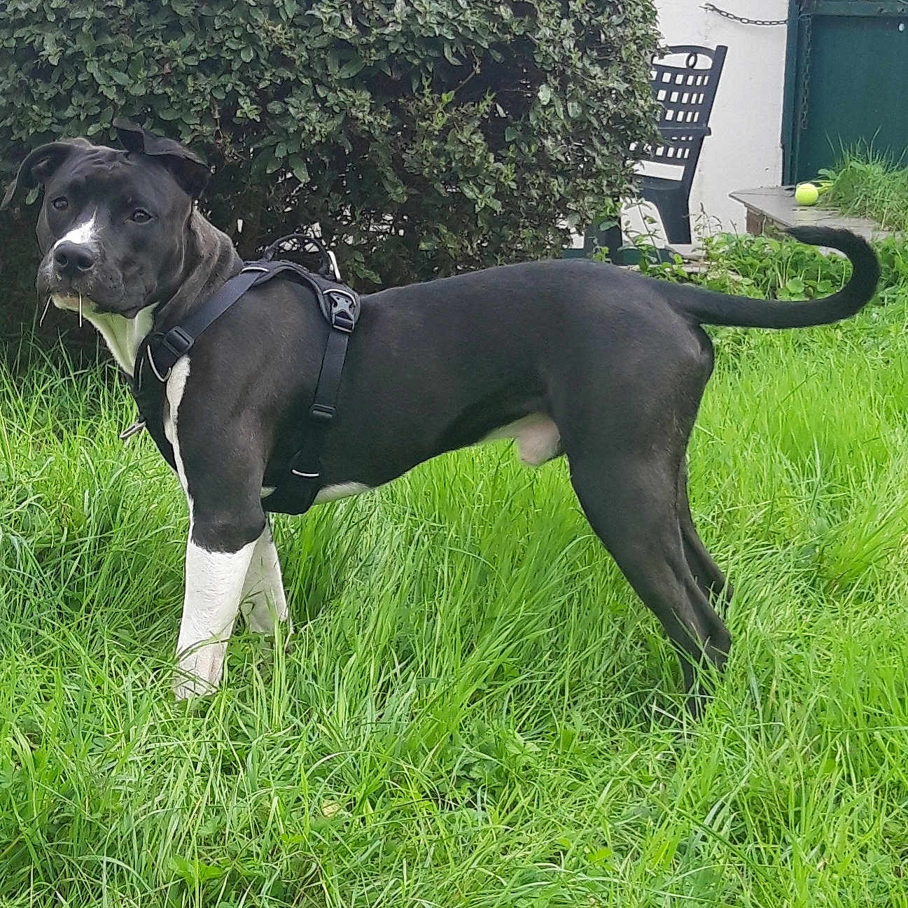 Taïga