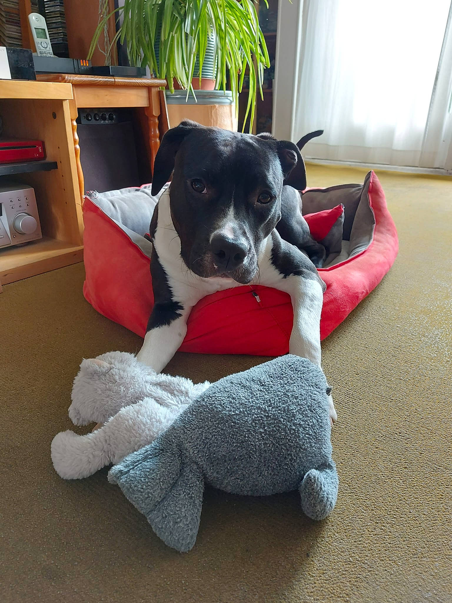 Taïga participe au concours pour gagner de l'argent avec cette photo : carmine, carnivore, comfort, companion_dog, couch, dog, dog_bed, dog_breed, dog_supply, fawn, flooring, fur, hardwood, houseplant, living_room, pet_supply, plant, snout, window, working_animal