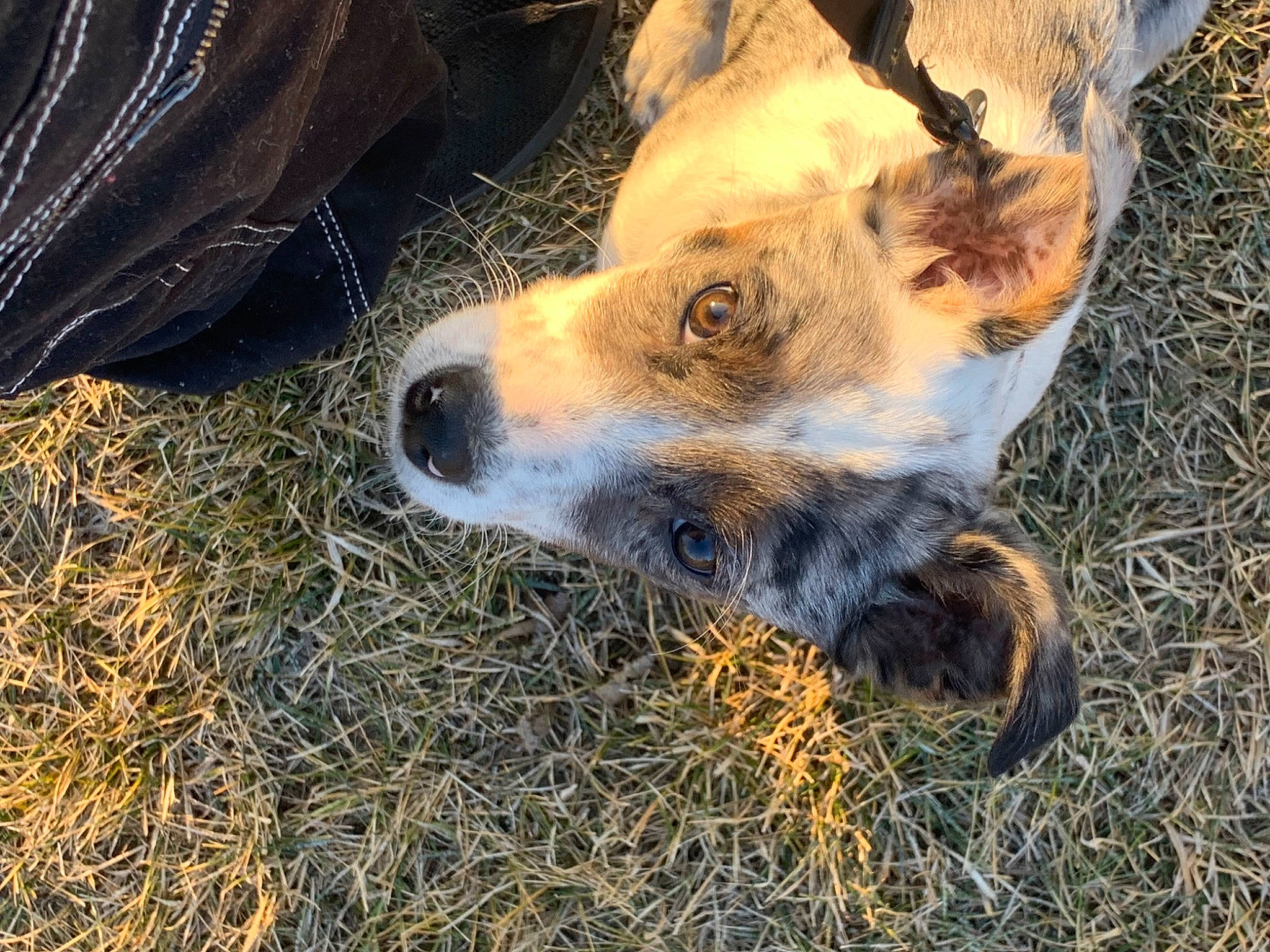 Prim is registered to the contest to win money with this photo: canidae, carnivore, companion_dog, dog, dog_breed, fawn, fur, grass, plant, soil, sporting_group, street_dog, terrestrial_animal, whiskers, wood, working_animal, working_terrier