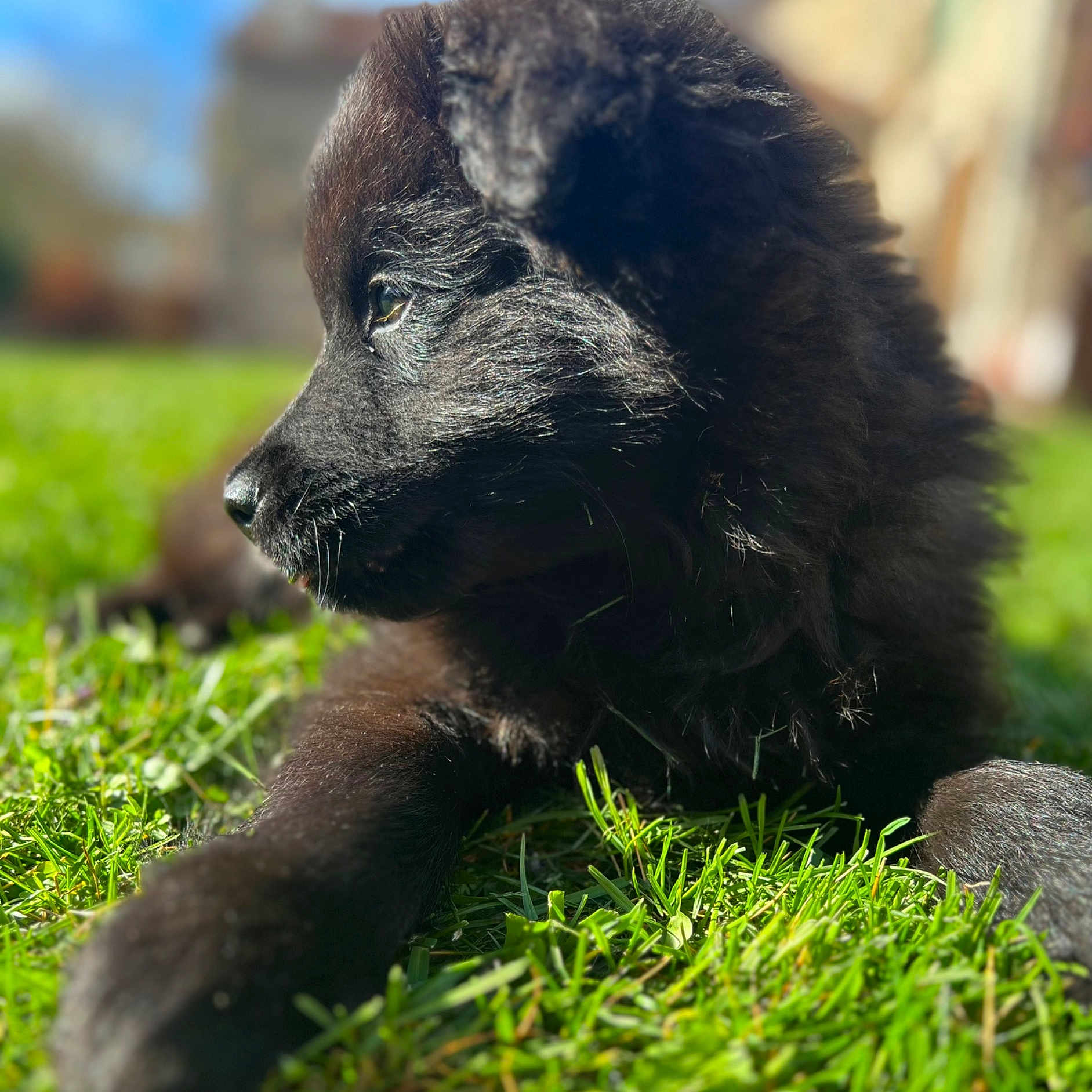 Junior a rejoint le concours — aidez-le/la à gagner de superbes lots ! canidae, carnivore, claw, companion_dog, dog_breed, foot, fur, grass, paw, plant, sky, snout, sporting_group, terrestrial_animal, wildlife