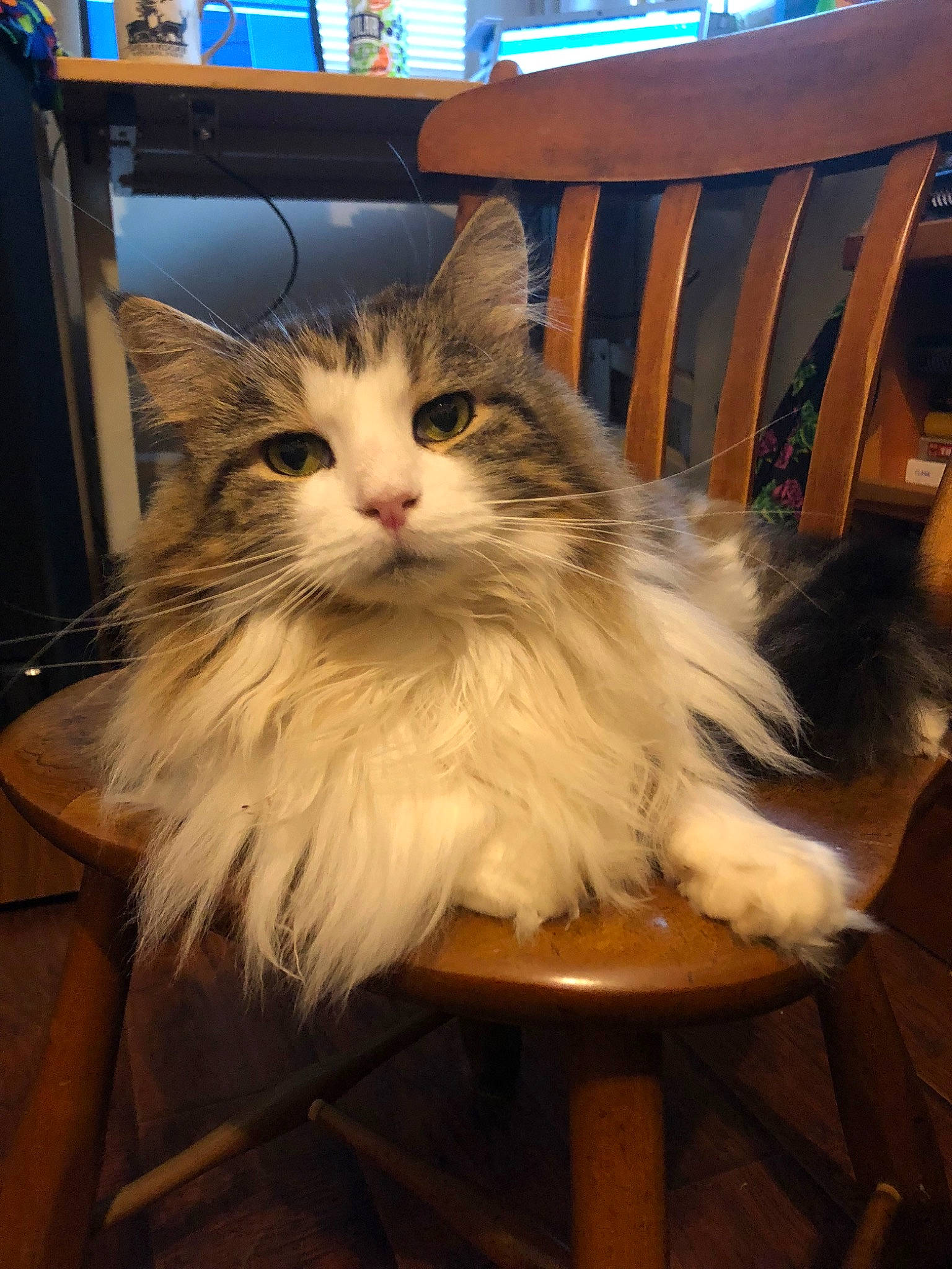 Ivan is registered to the contest to win money with this photo: american_curl, asian_semi_longhair, british_semi_longhair, carnivore, cat, domestic_long_haired_cat, fawn, felidae, kitten, maine_coon, mammal, norwegian_forest_cat, persian, ragamuffin, siberian, small_to_medium_sized_cats, turkish_van, vertebrate, whiskers