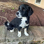 Bella is registered to the contest to win money with this photo: animal, black_and_white, building, canine, collar, curious, daylight, dog, fur, garden, nature, outdoor, pet, plants, side_view, sitting, stone, tag, wall, window