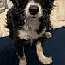 Bella is registered to the contest to win money with this photo: animal, bed, black_and_white, blanket, canine, companion, cute, dog, ears, eyes, fur, furry, indoor, nose, paws, pet, portrait, sitting, whiskers, wooden_wall
