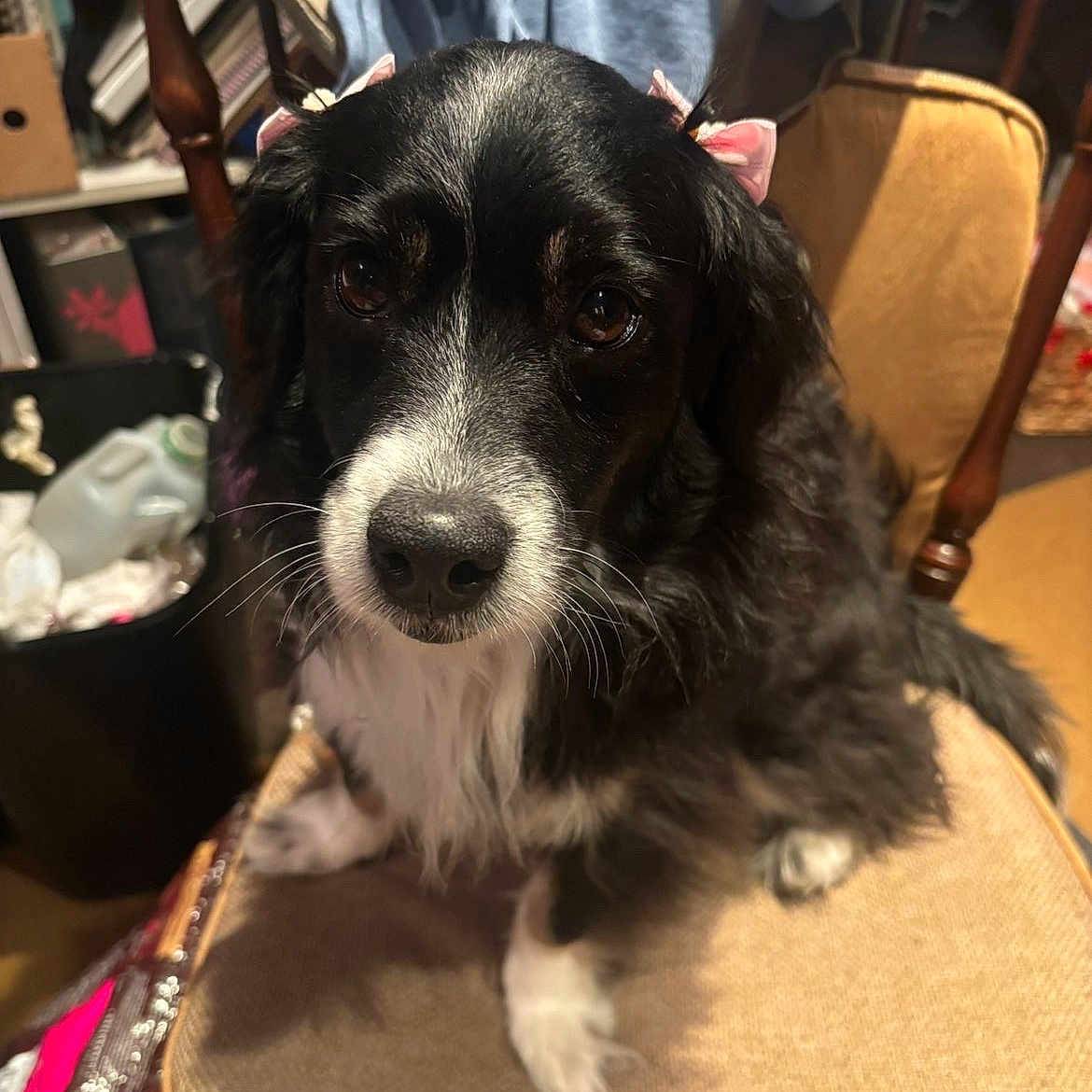 Bella