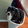 animal, basket, black_and_white, companion, container, curious, cute, dog, domestic, flooring, fur, home, household, indoor, laundry_basket, looking_up, pet, railing, staircase, wooden_floor