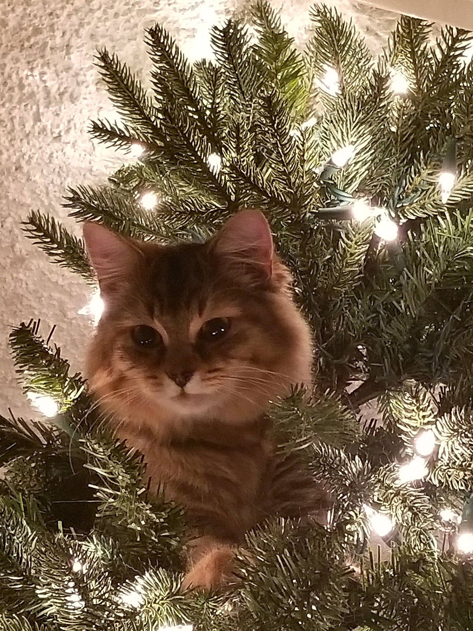 Fiona joined the competition — help win amazing prizes! branch, carnivore, cat, christmas, christmas_decoration, christmas_ornament, christmas_tree, conifer, eye, felidae, fir, kitten, organism, pine_family, plant, small_to_medium_sized_cats, tree, whiskers, wild_cat, woody_plant