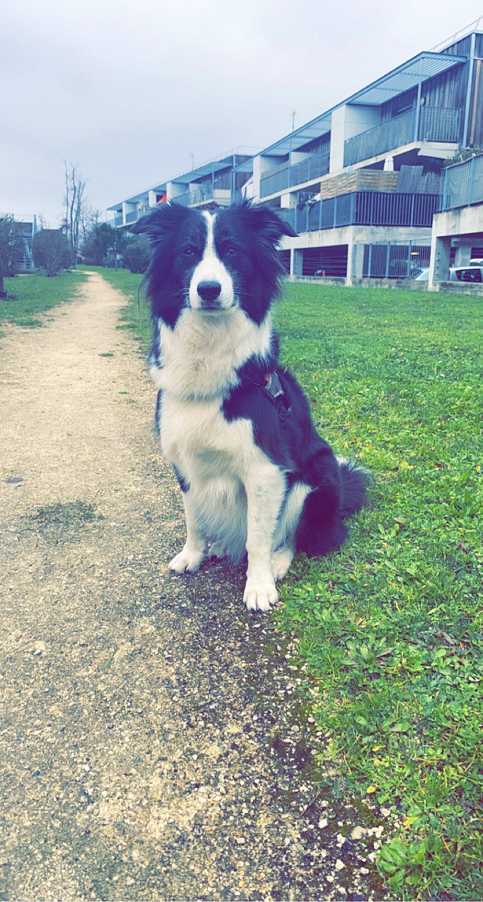 Maïa a rejoint le concours — aidez-le/la à gagner de superbes lots ! australian_collie, australian_shepherd, border_collie, canidae, carnivore, companion_dog, dog, dog_breed, fur, grass, herding_dog, plant, sky, snout, sporting_group, tail, tints_and_shades, tree, window, working_dog