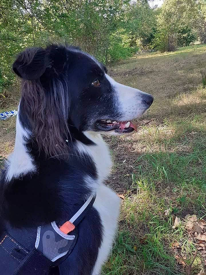 Maïa a rejoint le concours — aidez-le/la à gagner de superbes lots ! adventure, borador, carnivore, collar, companion_dog, dog, dog_breed, dog_collar, fur, grass, gun_dog, plant, snout, sporting_group, tree, walking, whiskers, working_animal, working_dog