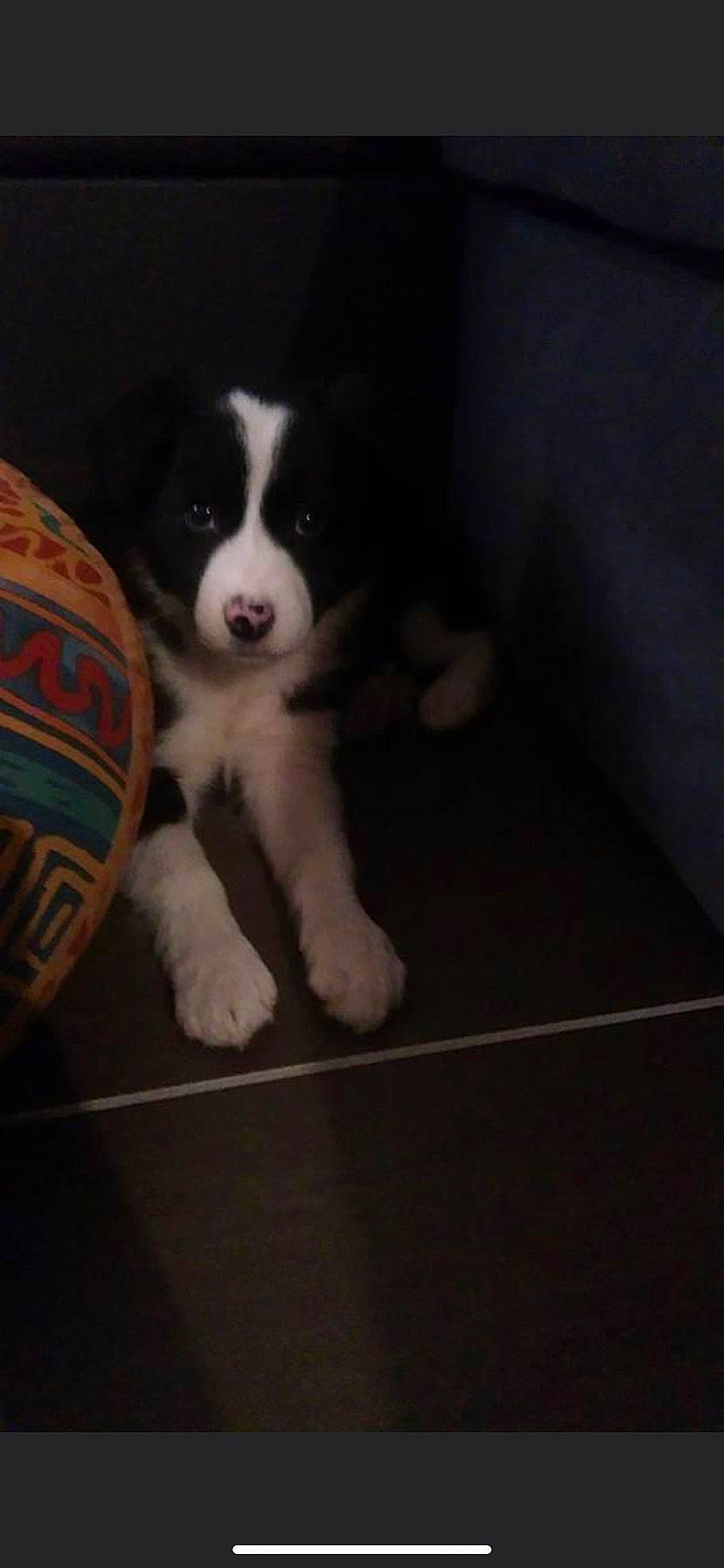 Maïa participe au concours pour gagner de l'argent avec cette photo : ball, border_collie, bored, canidae, carnivore, companion_dog, dog, dog_breed, herding_dog, sporting_group, sports_equipment, terrestrial_animal, working_animal, working_dog