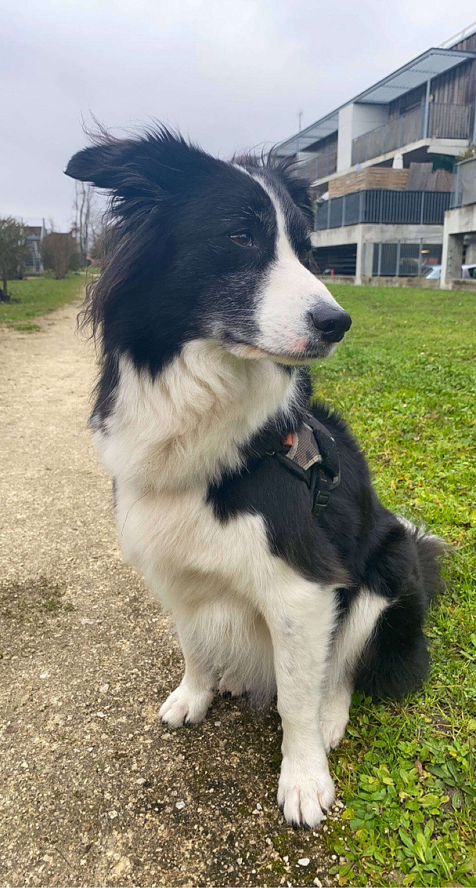Maïa a rejoint le concours — aidez-le/la à gagner de superbes lots ! australian_collie, border_collie, canidae, carnivore, collar, companion_dog, dog, dog_breed, fur, grass, herding_dog, plant, sky, snout, sporting_group, tail, whiskers, window, working_animal, working_dog