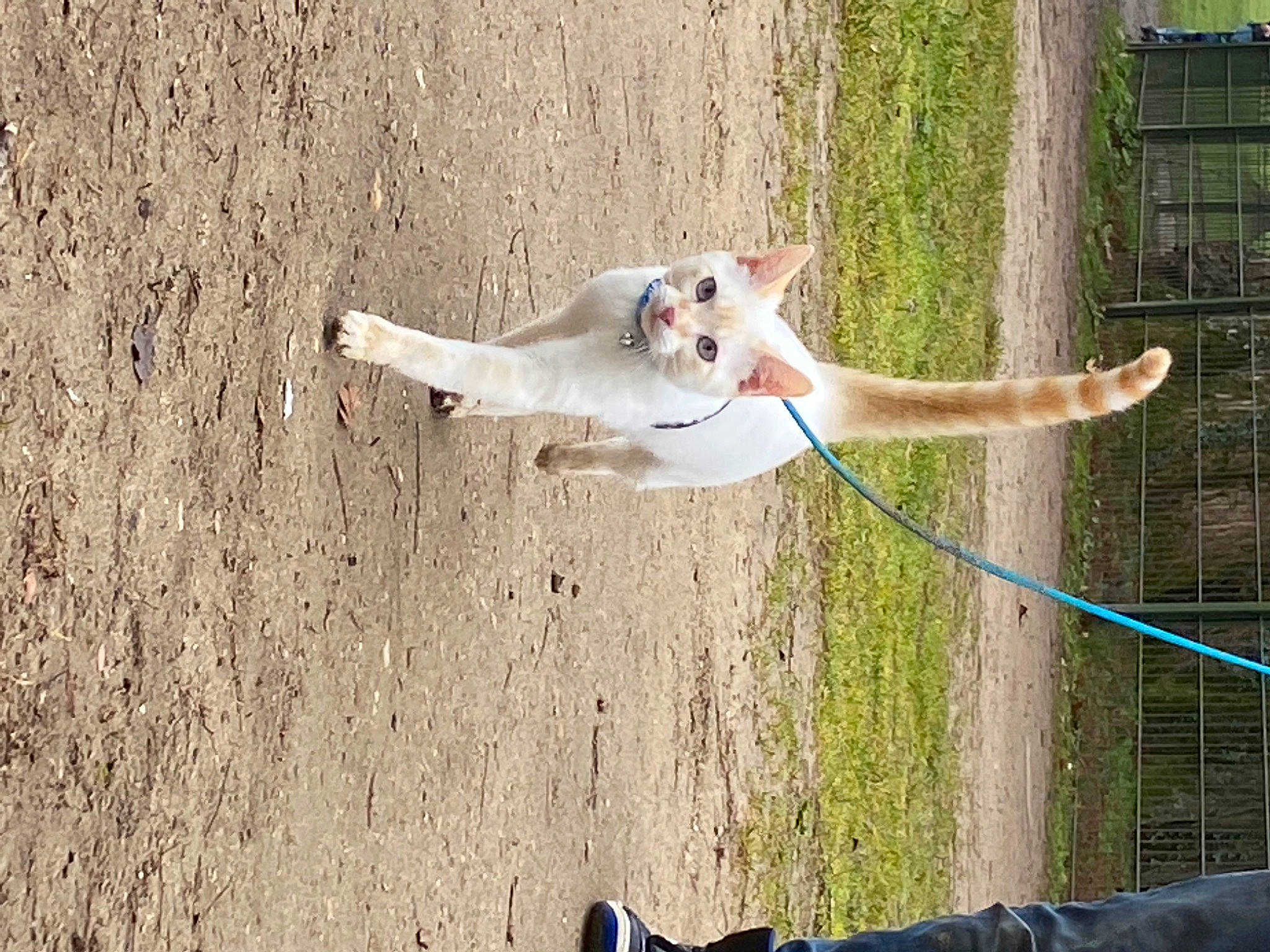 Flocon a rejoint le concours — aidez-le/la à gagner de superbes lots ! canidae, carnivore, companion_dog, dog, dog_breed, fawn, fun, grass, landscape, leisure, non_sporting_group, plant, recreation, shadow, soil, sporting_group, tail, terrestrial_animal, tree, wood