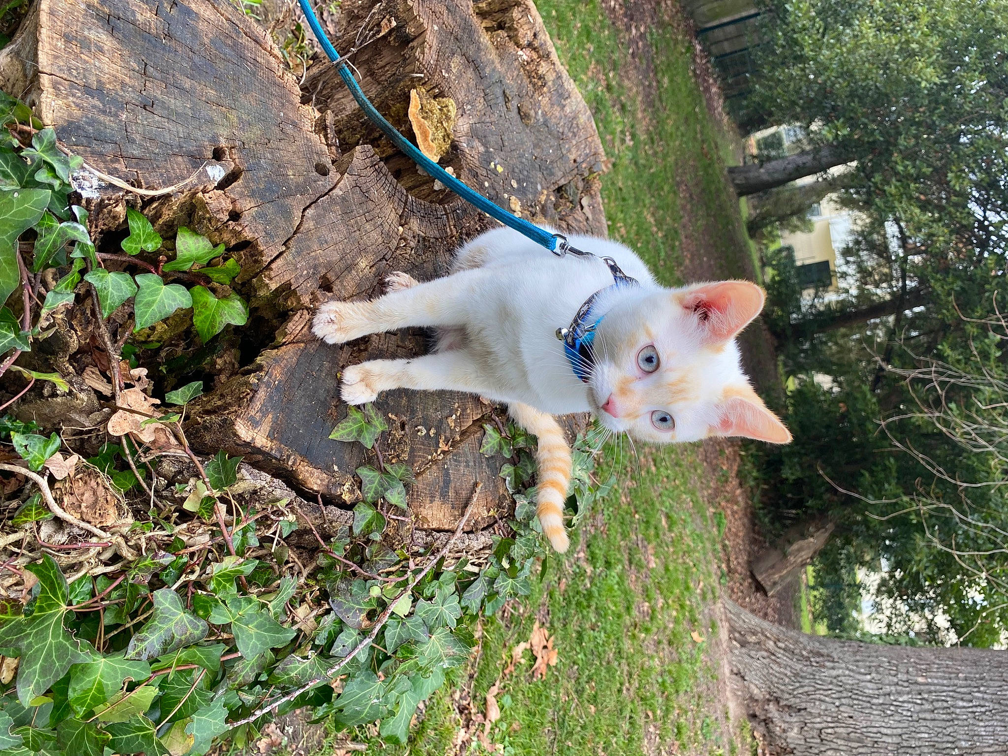 Flocon participe au concours pour gagner de l'argent avec cette photo : canidae, carnivore, cat, cockatoo, collar, companion_dog, dog, dog_breed, electric_blue, fawn, felidae, grass, plant, small_to_medium_sized_cats, sporting_group, tail, tree, trunk, twig, wood