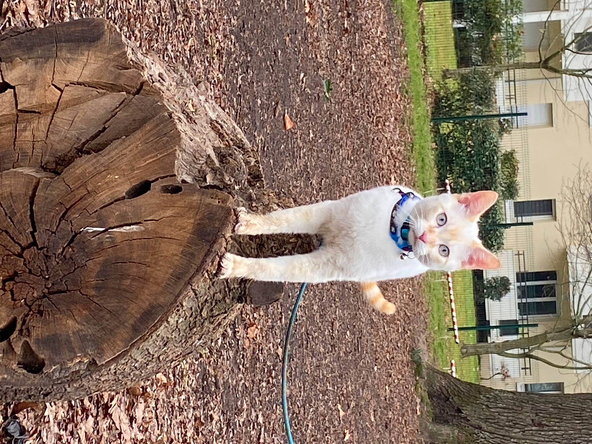 Flocon participe au concours pour gagner de l'argent avec cette photo : art, building, carmine, concrete, door, environmental_art, grass, house, lawn_ornament, leisure, plant, sculpture, shadow, soil, tree, trunk, window, wood, woody_plant, yard