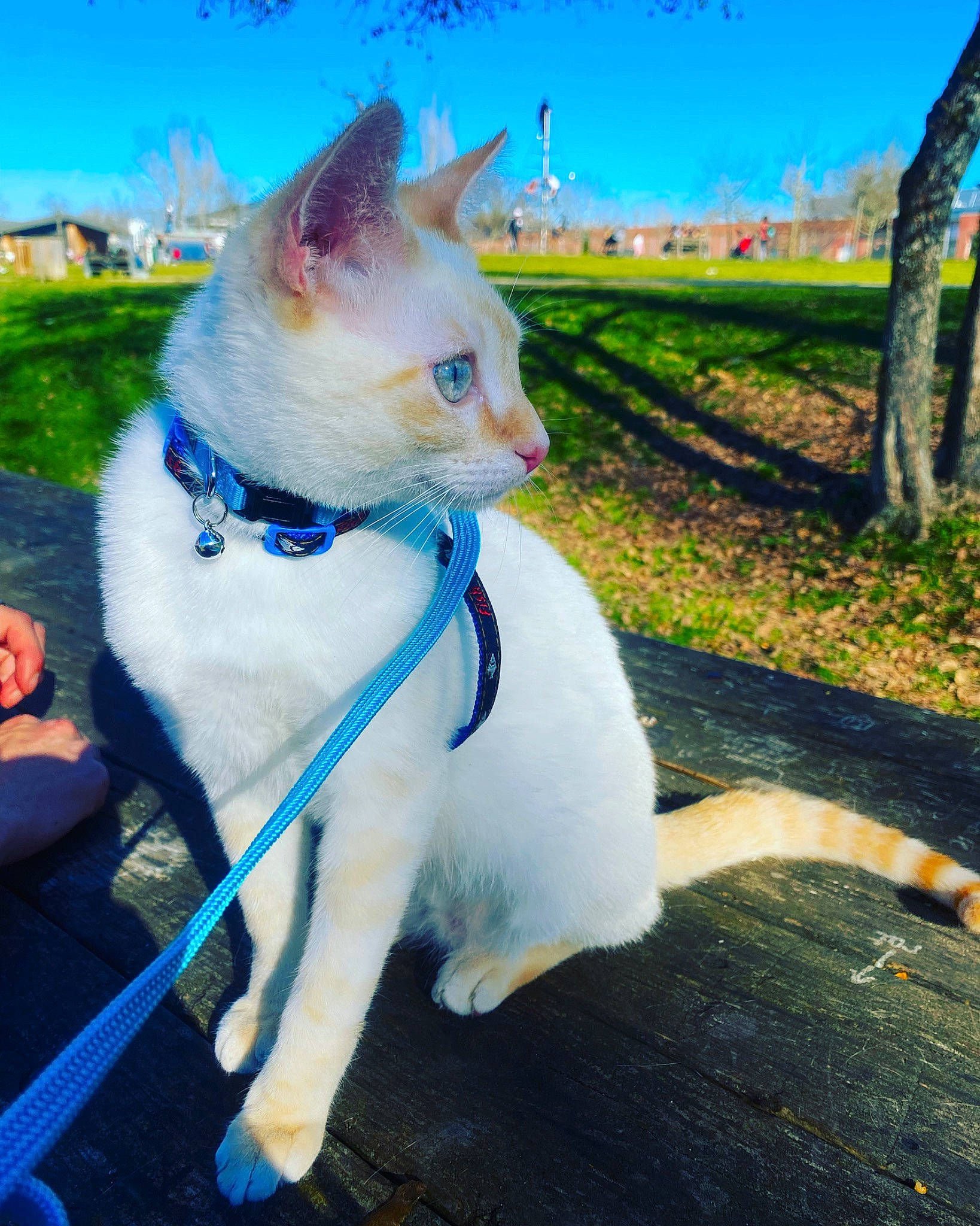 Flocon participe au concours pour gagner de l'argent avec cette photo : blue, carnivore, cat, collar, domestic_short_haired_cat, electric_blue, fawn, felidae, fur, grass, human_leg, landscape, plant, sitting, sky, small_to_medium_sized_cats, snout, tail, tree, whiskers