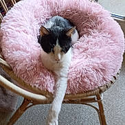 Acajou participe au concours pour gagner de l'argent avec cette photo : cat, black_and_white, fluffy_cushion, pink, wicker_chair, stretching, pet, indoor, relaxed, animal, feline, cozy, fur, paw, seat, home, resting, cute, comfort, chair