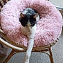 cat, black_and_white, fluffy_cushion, pink, wicker_chair, stretching, pet, indoor, relaxed, animal, feline, cozy, fur, paw, seat, home, resting, cute, comfort, chair
