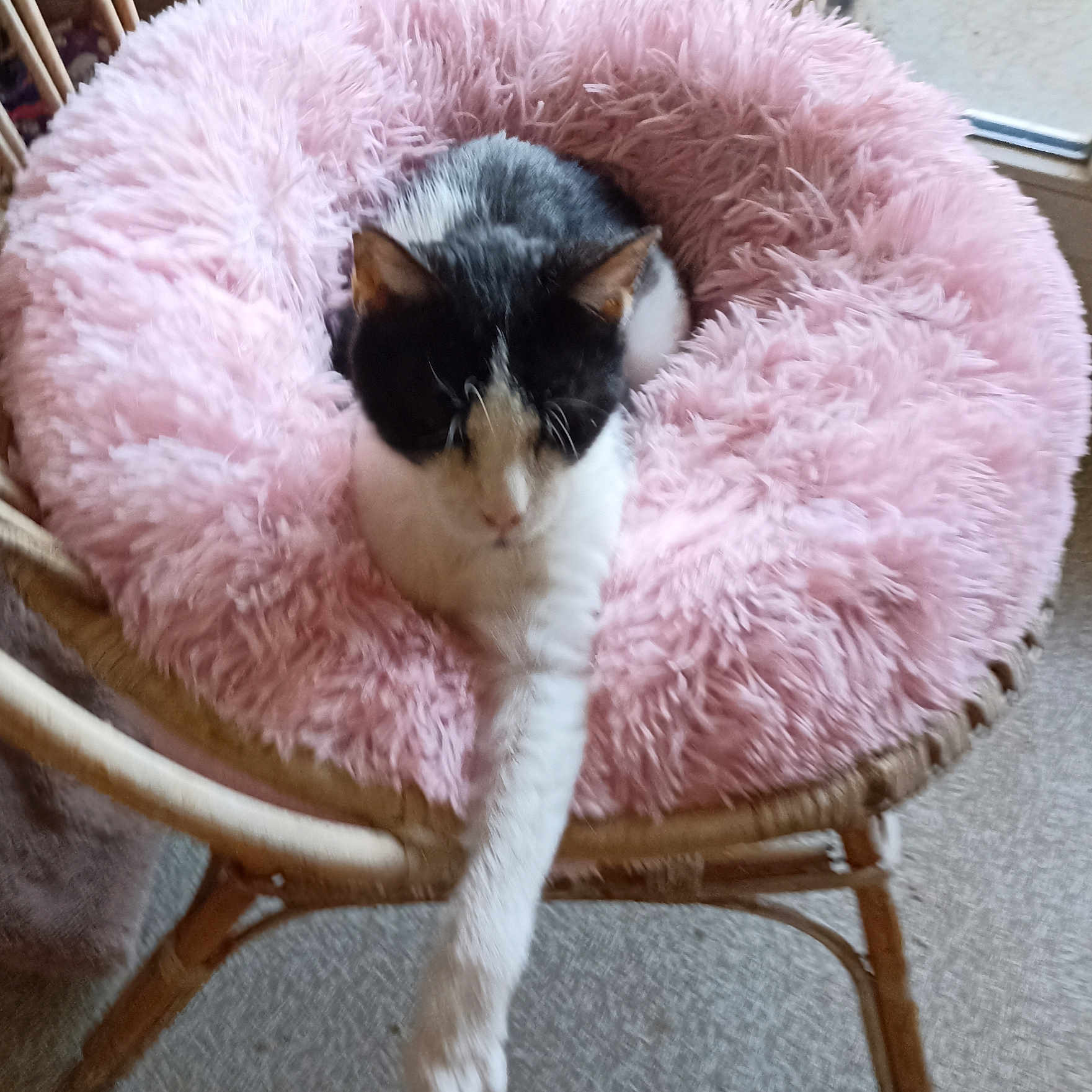 Acajou participe au concours pour gagner de l'argent avec cette photo : animal, black_and_white, cat, chair, comfort, cozy, cute, feline, fluffy_cushion, fur, home, indoor, paw, pet, pink, relaxed, resting, seat, stretching, wicker_chair