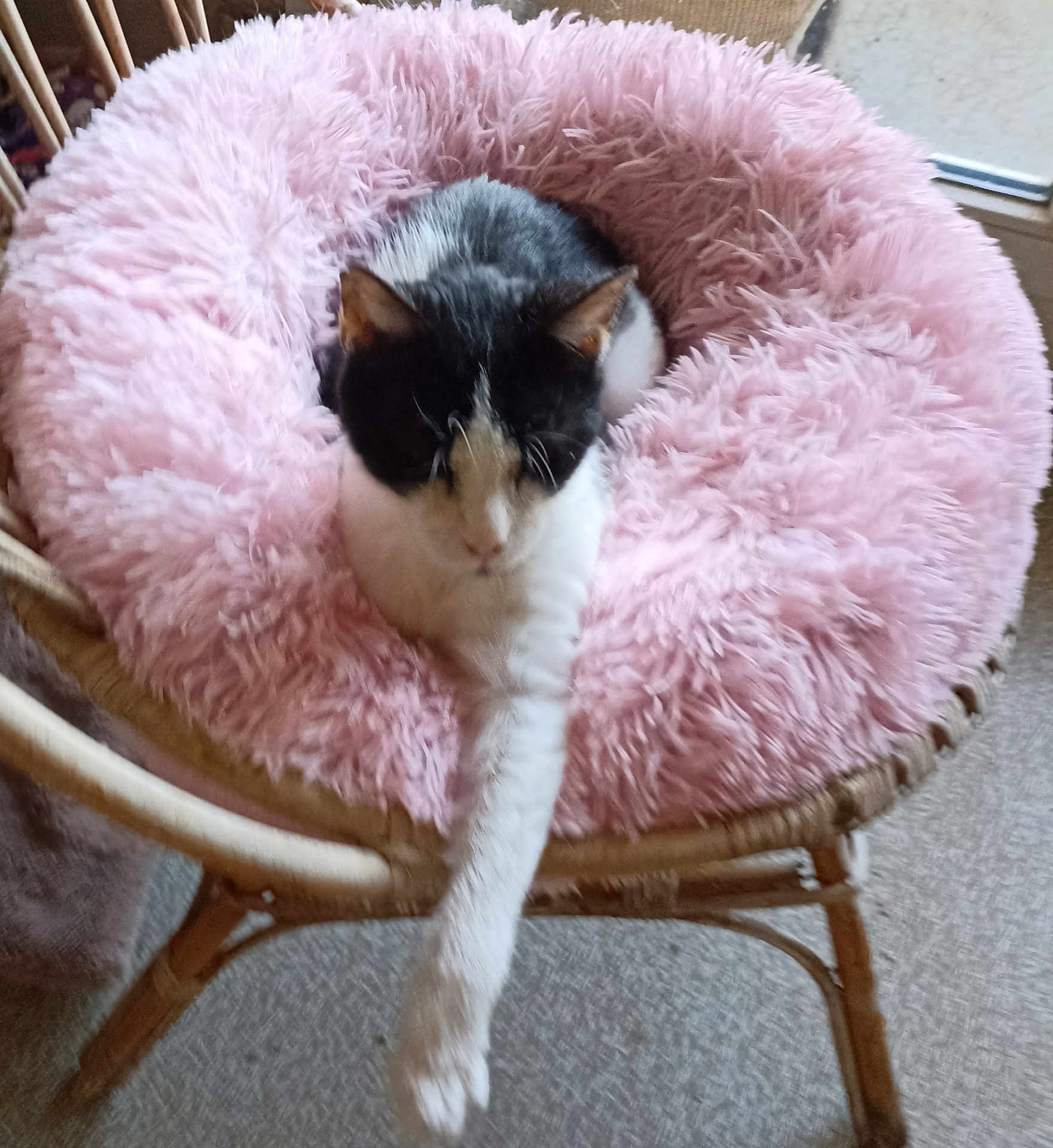 Acajou participe au concours pour gagner de l'argent avec cette photo : cat, black_and_white, fluffy_cushion, pink, wicker_chair, stretching, pet, indoor, relaxed, animal, feline, cozy, fur, paw, seat, home, resting, cute, comfort, chair