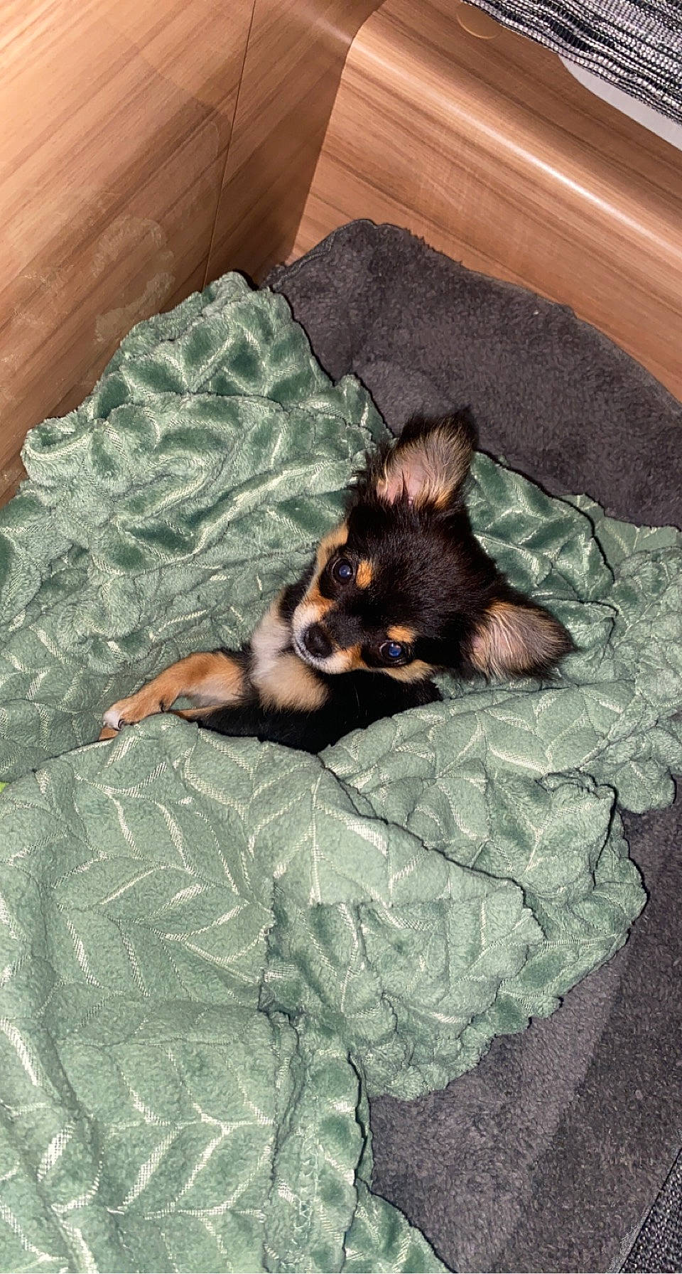 Rox participe au concours pour gagner de l'argent avec cette photo : bed, carnivore, comfort, companion_dog, couch, dobermann, dog, dog_breed, fawn, felidae, fur, guard_dog, linens, nap, paw, small_to_medium_sized_cats, sporting_group, tail, terrestrial_animal, whiskers