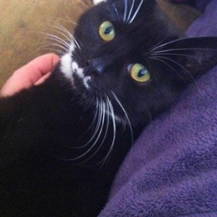 Tia