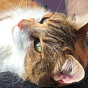 Kiara joined the competition — help win amazing prizes! cat, tabby_cat, close_up, whiskers, green_eyes, fur, pet, domestic_animal, relaxed, lying_down, texture, soft_light, indoor, animal_portrait, face, ear, nose, cute, feline, resting