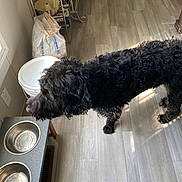 Diesel joined the competition — help win amazing prizes! bag, black_dog, curled_fur, dog, domestic_animal, door, floor, food_bowl, fur, household_items, indoor, kitchen, light, metal_bowl, pet, shadow, side_table, wall, water_bowl, wooden_floor