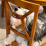 Bentley joined the competition — help win amazing prizes! dog, wooden_chair, indoor, tile_floor, fur, pet, animal, furniture, bearded, curious, relaxed, playful, white_fur, gray_fur, seated, household, companion, domestic, canine, resting