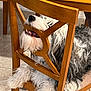dog, wooden_chair, indoor, tile_floor, fur, pet, animal, furniture, bearded, curious, relaxed, playful, white_fur, gray_fur, seated, household, companion, domestic, canine, resting