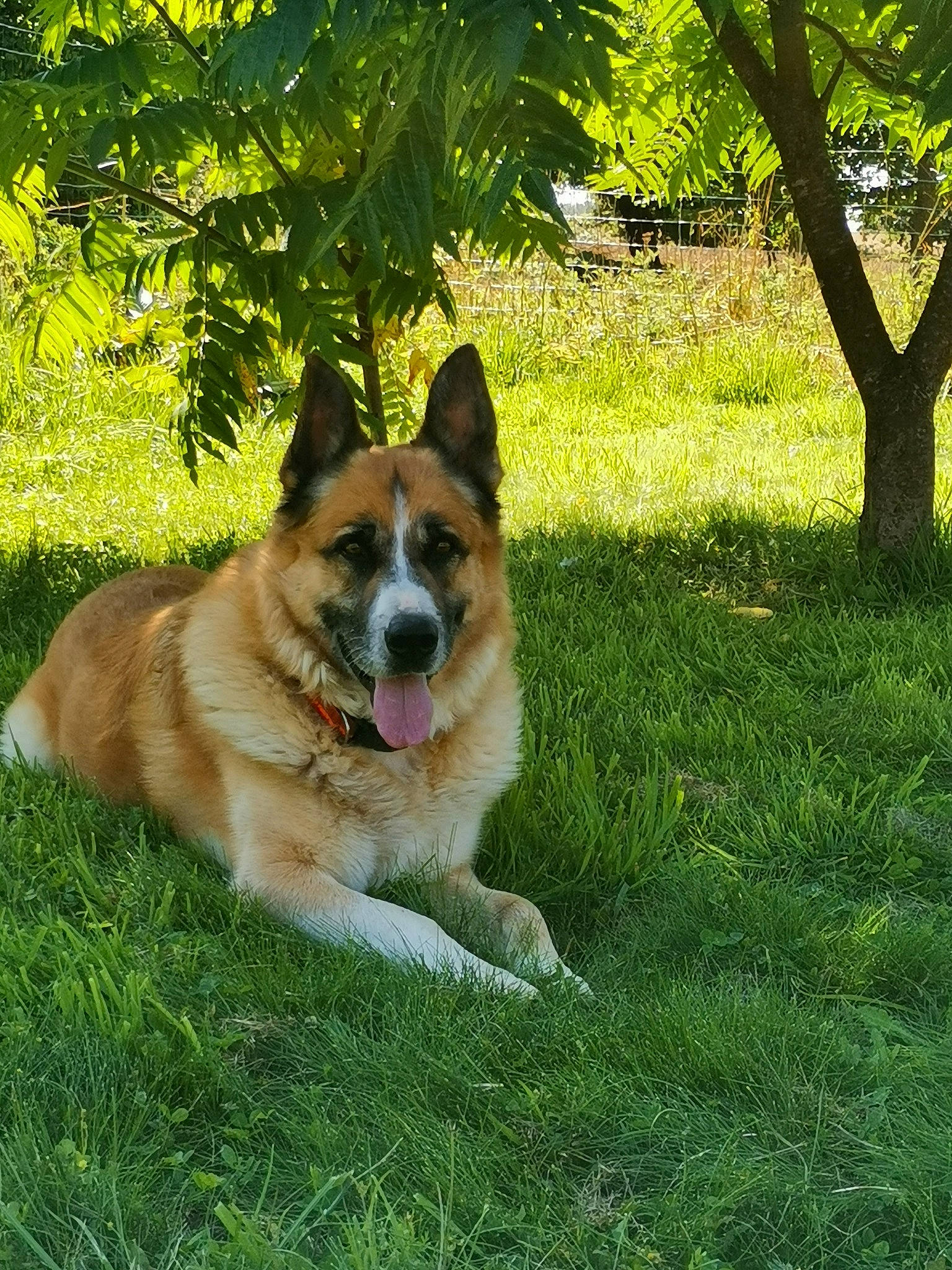 Garfield a rejoint le concours — aidez-le/la à gagner de superbes lots ! canidae, carnivore, companion_dog, dog, dog_breed, fawn, garden, grass, groundcover, herding_dog, livestock_guardian_dog, plant, snout, sporting_group, tail, terrestrial_animal, tree, whiskers, working_animal, working_dog