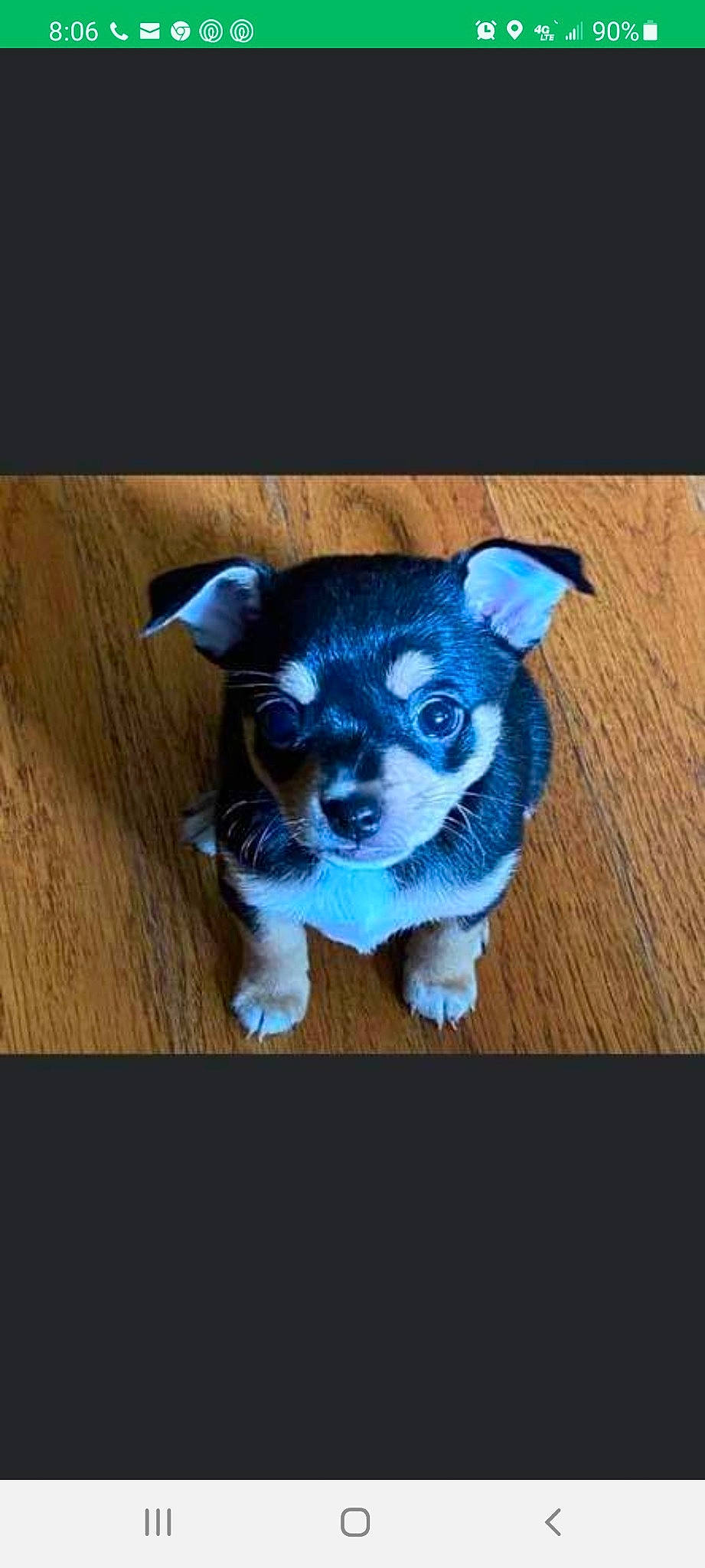 Bella is registered to the contest to win money with this photo: canidae, carnivore, companion_dog, dog_breed, electric_blue, eyewear, fawn, font, glasses, grey, head, sleeve, snout, stuffed_toy, tail, terrestrial_animal, toy, whiskers, wood, working_animal